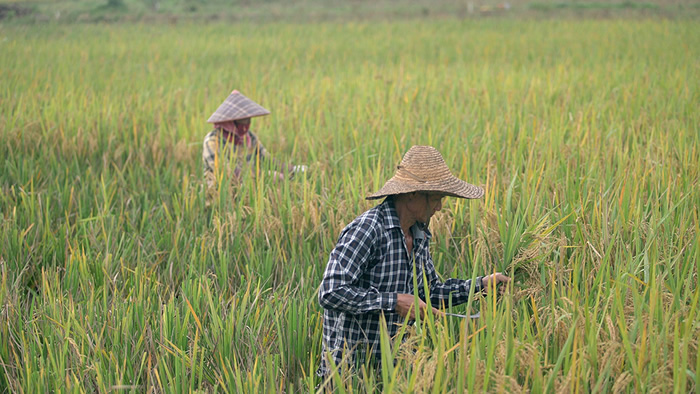 叶曼专访：致力在海南那雅村打造融合传统与现代的“创造力社区”