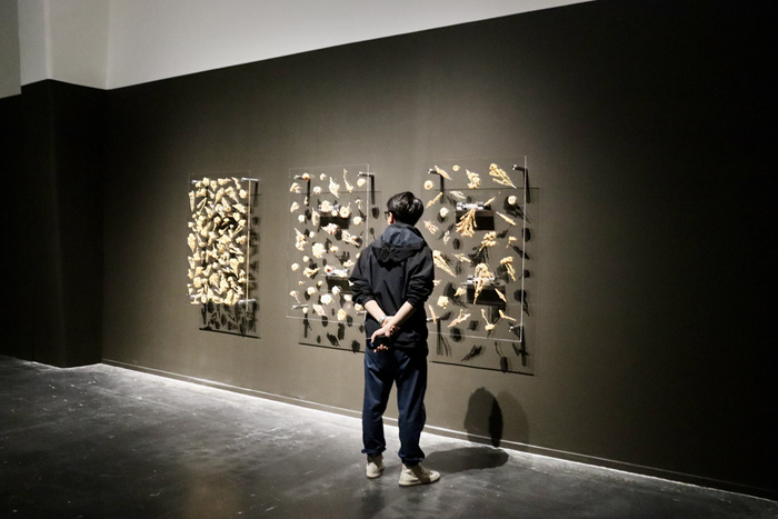 跨越边界的生命实验：安妮卡·易中国首展